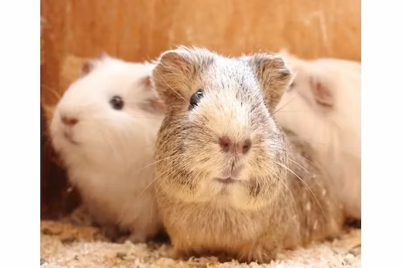 Narita Dream Farm Ticket - image 7
